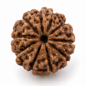 10 Mukhi Rudraksha