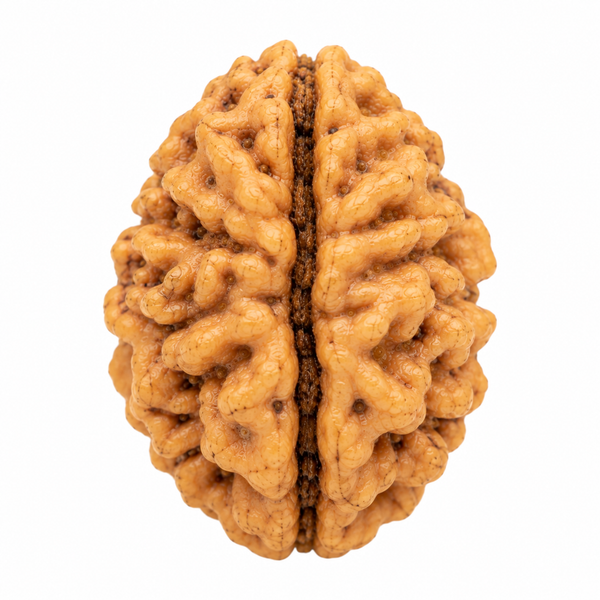 2 Mukhi Rudraksha