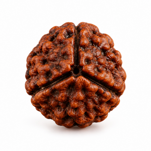 3 Mukhi Rudraksha