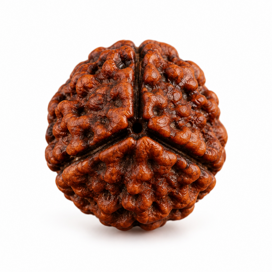 3 Mukhi Rudraksha