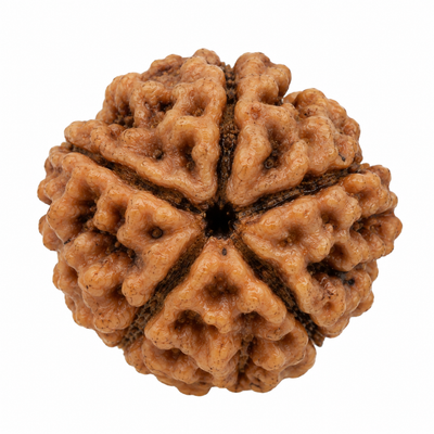 5 Mukhi Rudraksha
