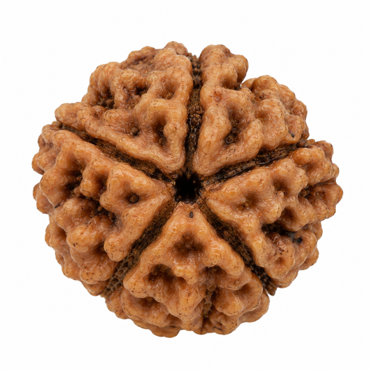 5 Mukhi Rudraksha