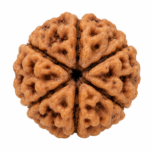 6 Mukhi Rudraksha