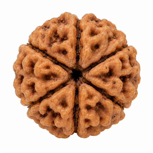 6 Mukhi Rudraksha
