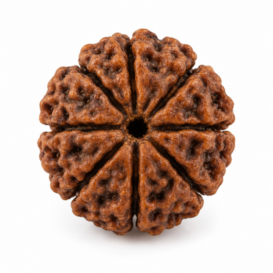 8 Mukhi Rudraksha