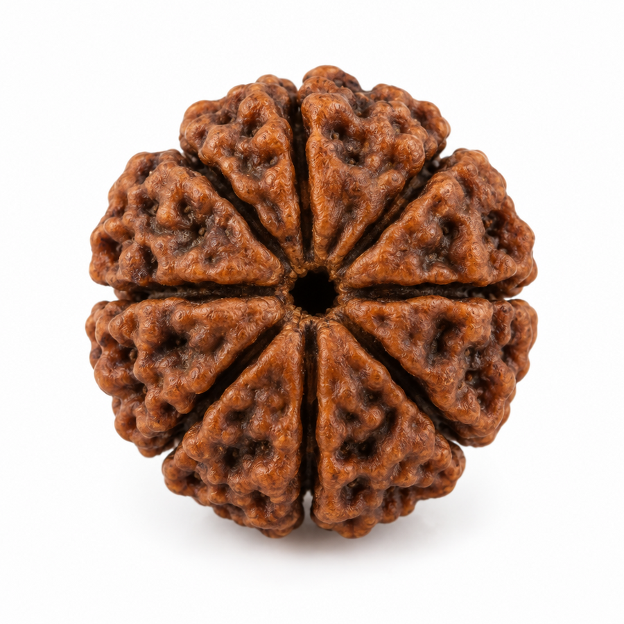 8 Mukhi Rudraksha