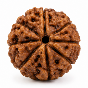 7 Mukhi Rudraksha