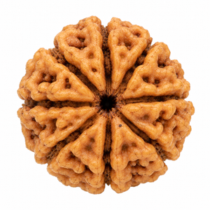 9 Mukhi Rudraksha
