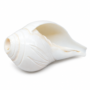 Sacred White Shankh