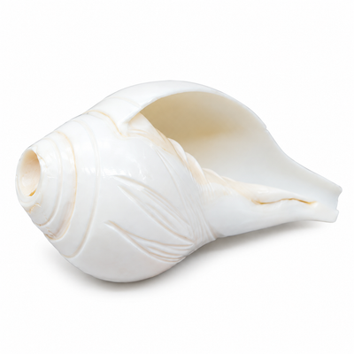 Sacred White Shankh