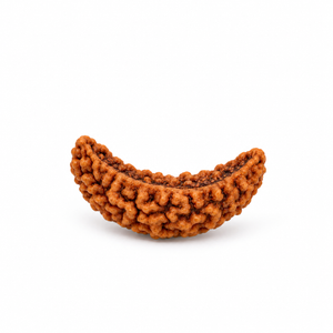 1 Mukhi Rudraksha
