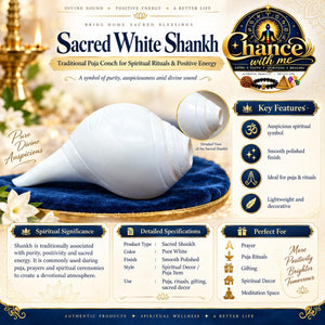 Sacred White Shankh