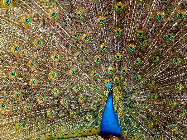 Peacock Feather Jhadu