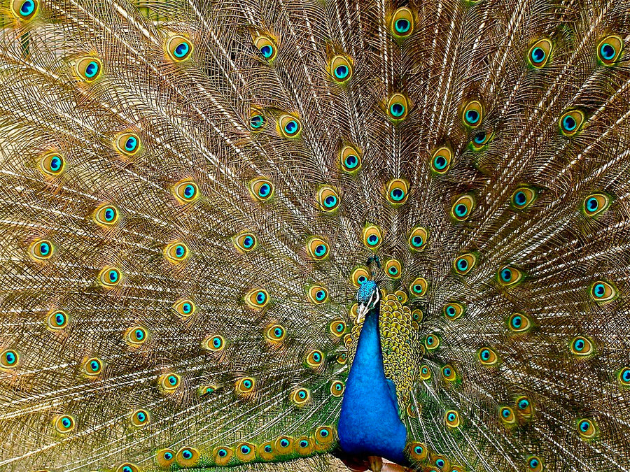 Peacock Feather Jhadu