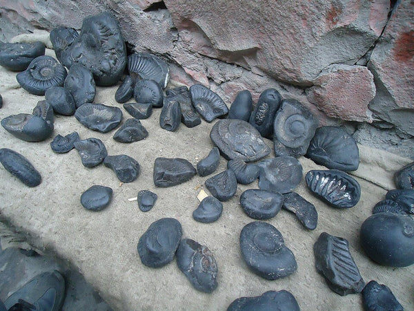Shaligram Stone