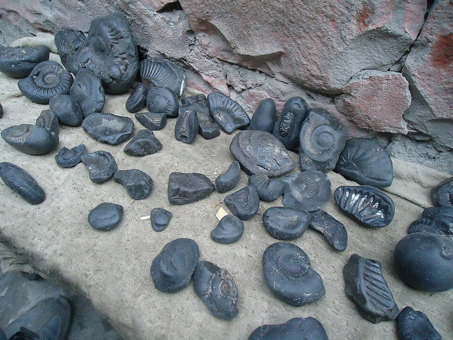 Shaligram Stone
